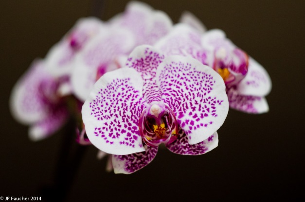 Orchid May Day 2014-2